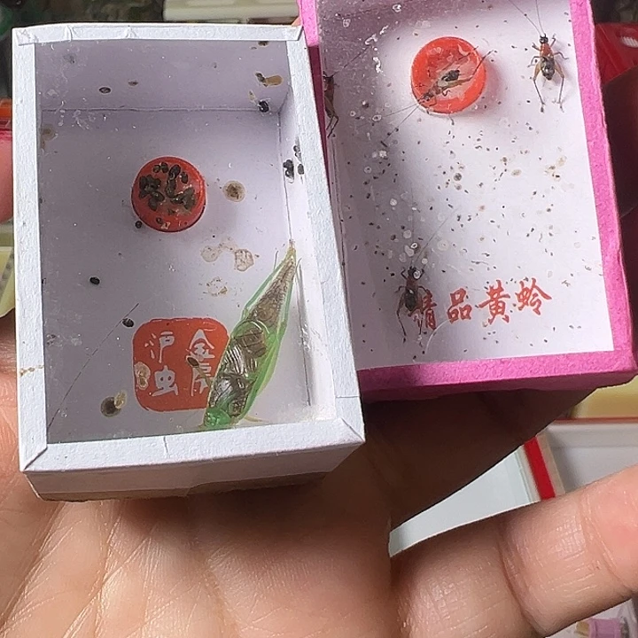 松***部蟋蟀哈哈哈哈哈哈哈哈哈