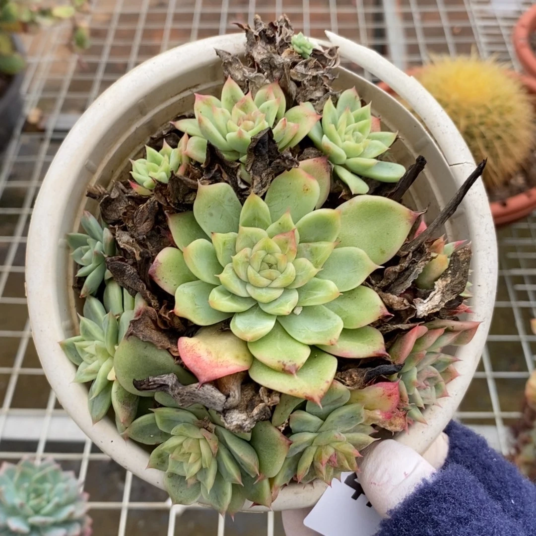 4754不知名一物一拍