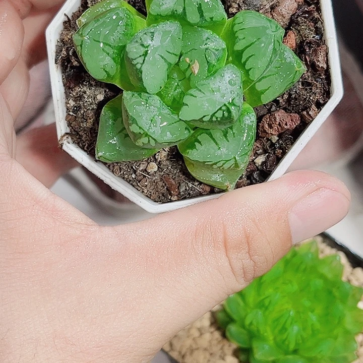 绿焰寿新手好养的