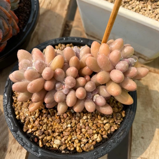 汤圆 老桩 夏鸣园艺