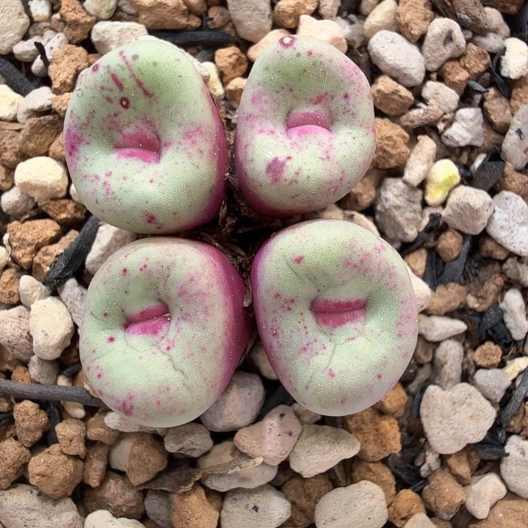 贝特分嘴 8-6-L34。