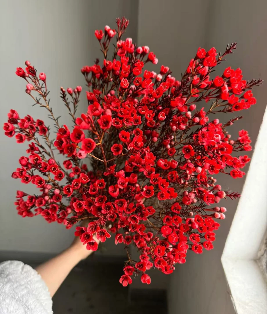 【红色腊梅】吸色红色年宵花腊梅 ，鲜花包邮（坤）