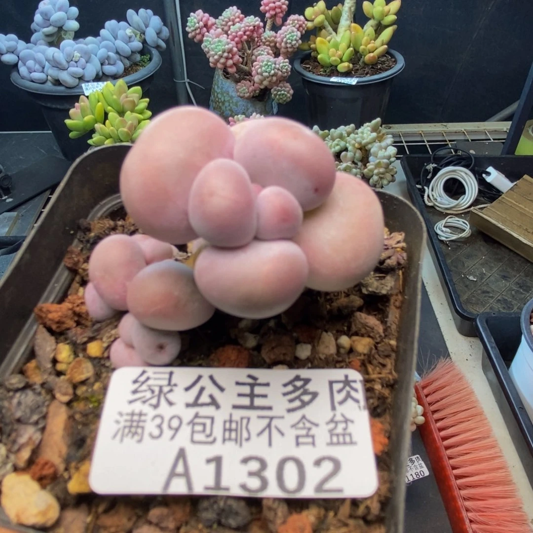 302橙奶多肉肉3c m