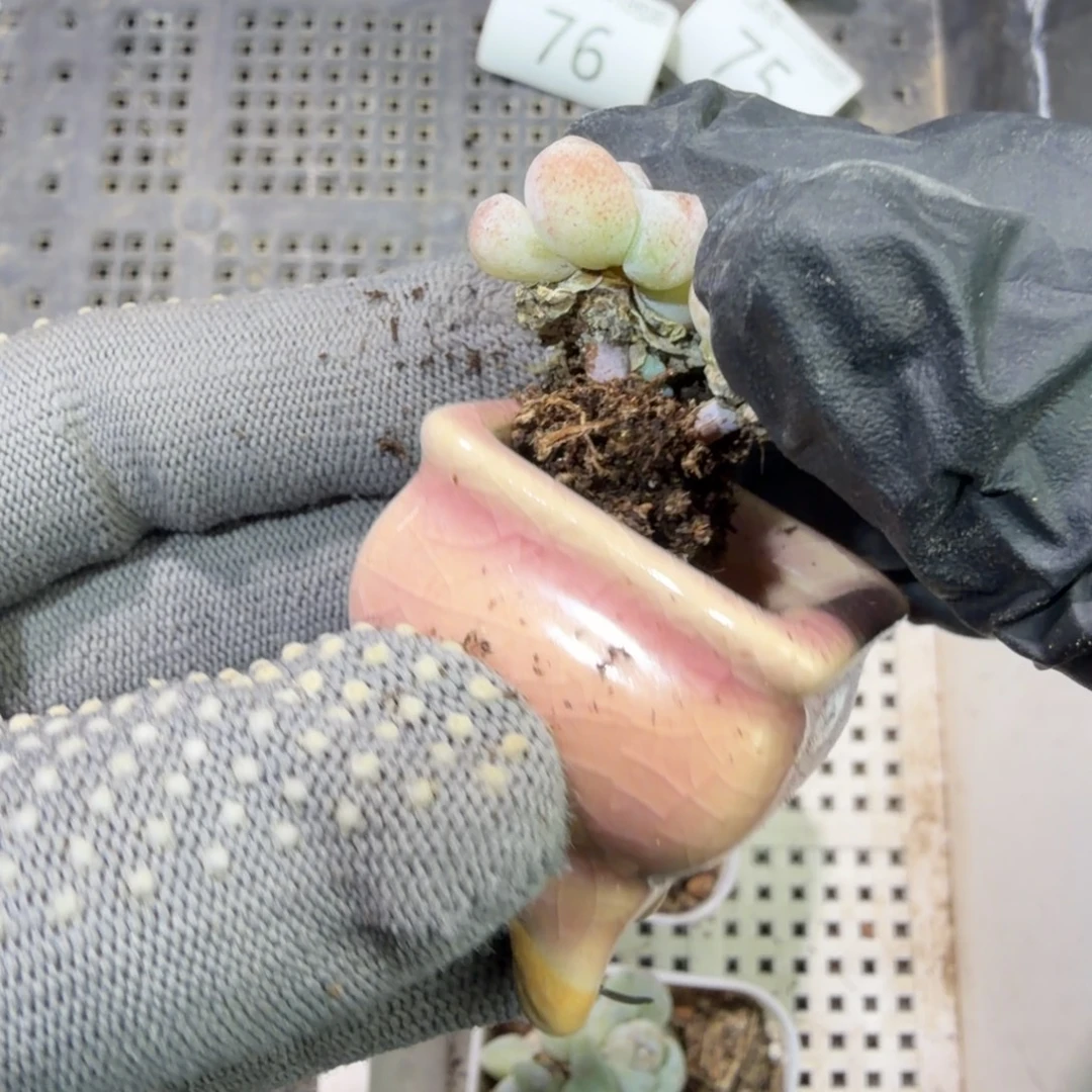 77 号到手1筐江北多肉18包邮