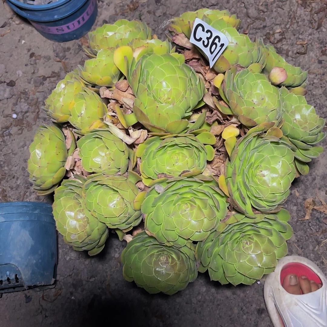 万圣节法师13——46包邮