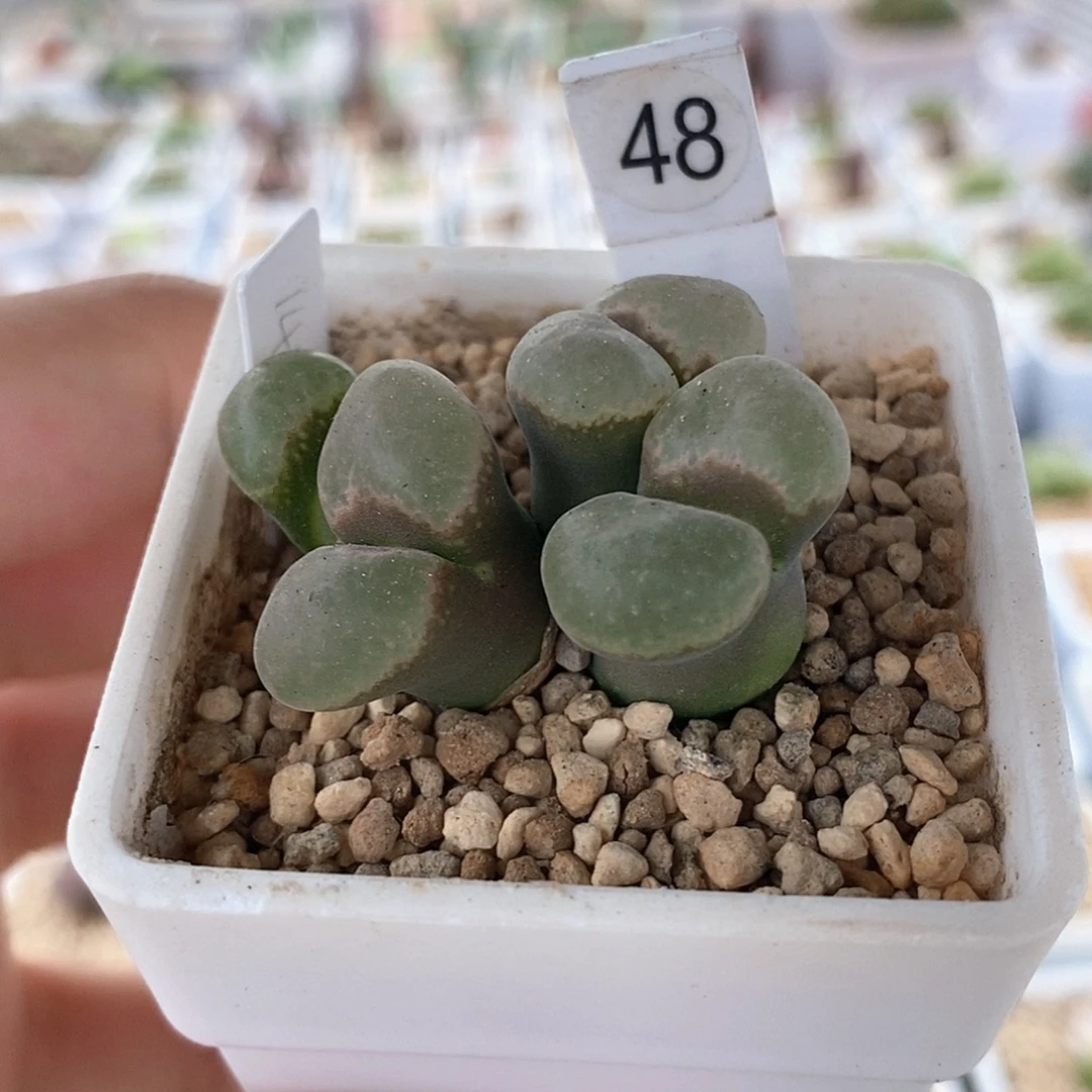 一物一拍4头1453.9