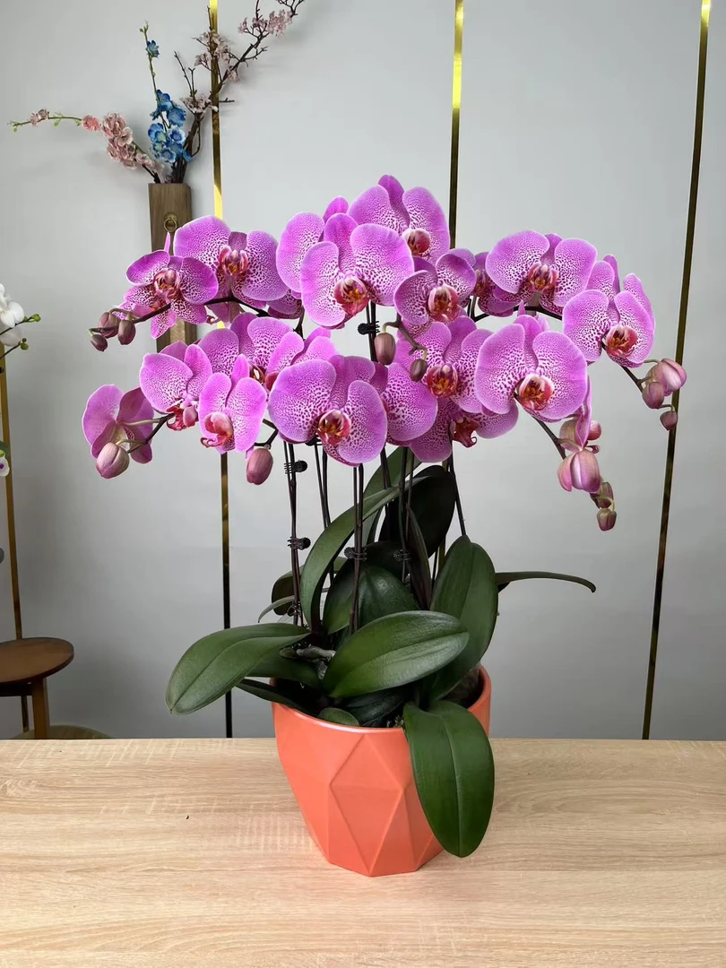 (枫叶08)精美蝴蝶兰室内花卉花期超长