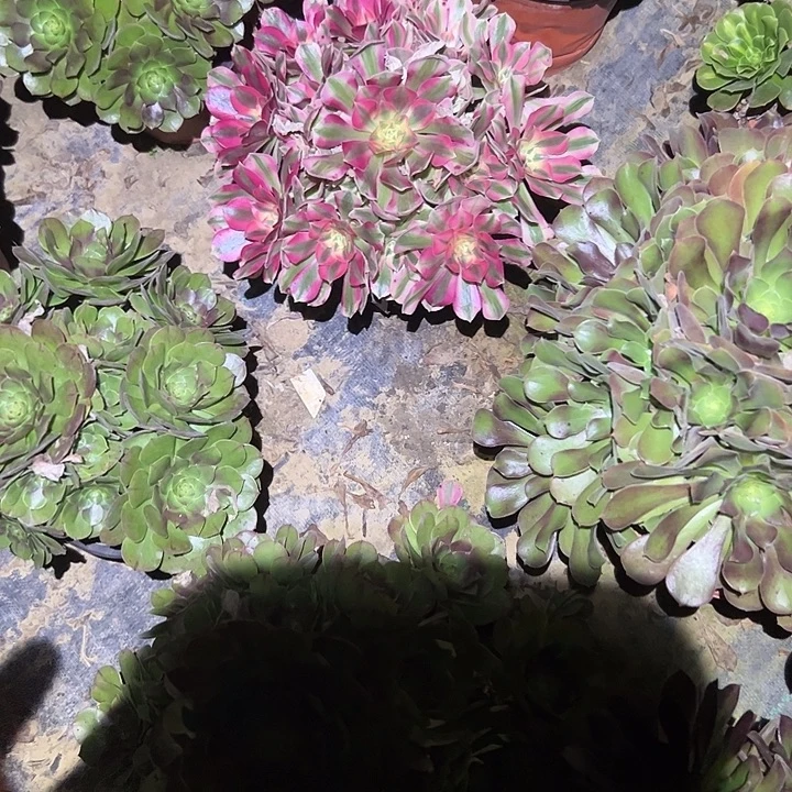不包侧枝一物一拍71