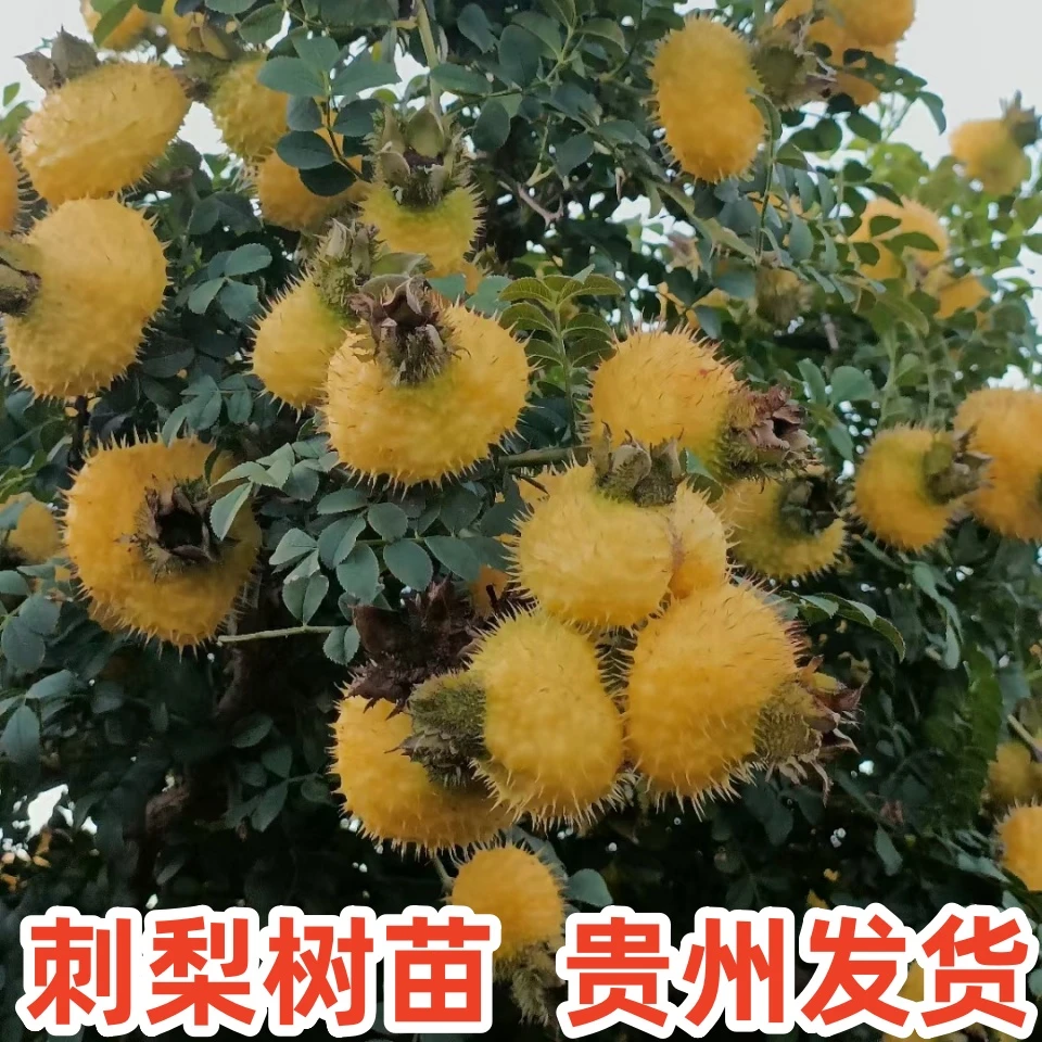 刺梨树苗贵州特产金刺梨四季可种植容易成活开花结果老桩
