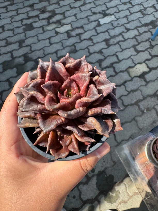 黑饺子皮多肉植物
