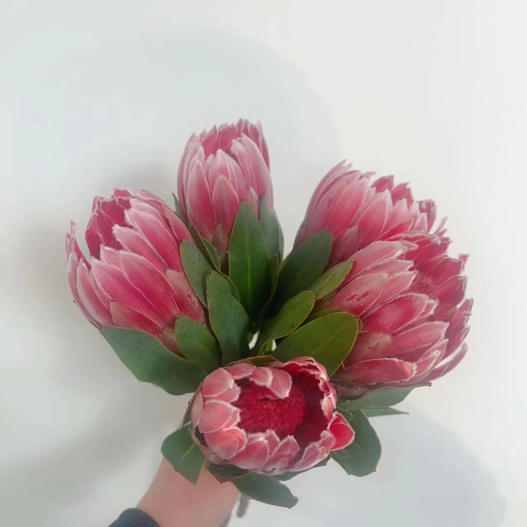 一花一瓶【嘉年华公主】 昆明基地直发 顺丰包邮