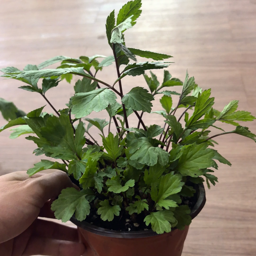 云南野生红芹菜苗 红毛芹红艾草新鲜食用花菜小苗盆栽四季可种