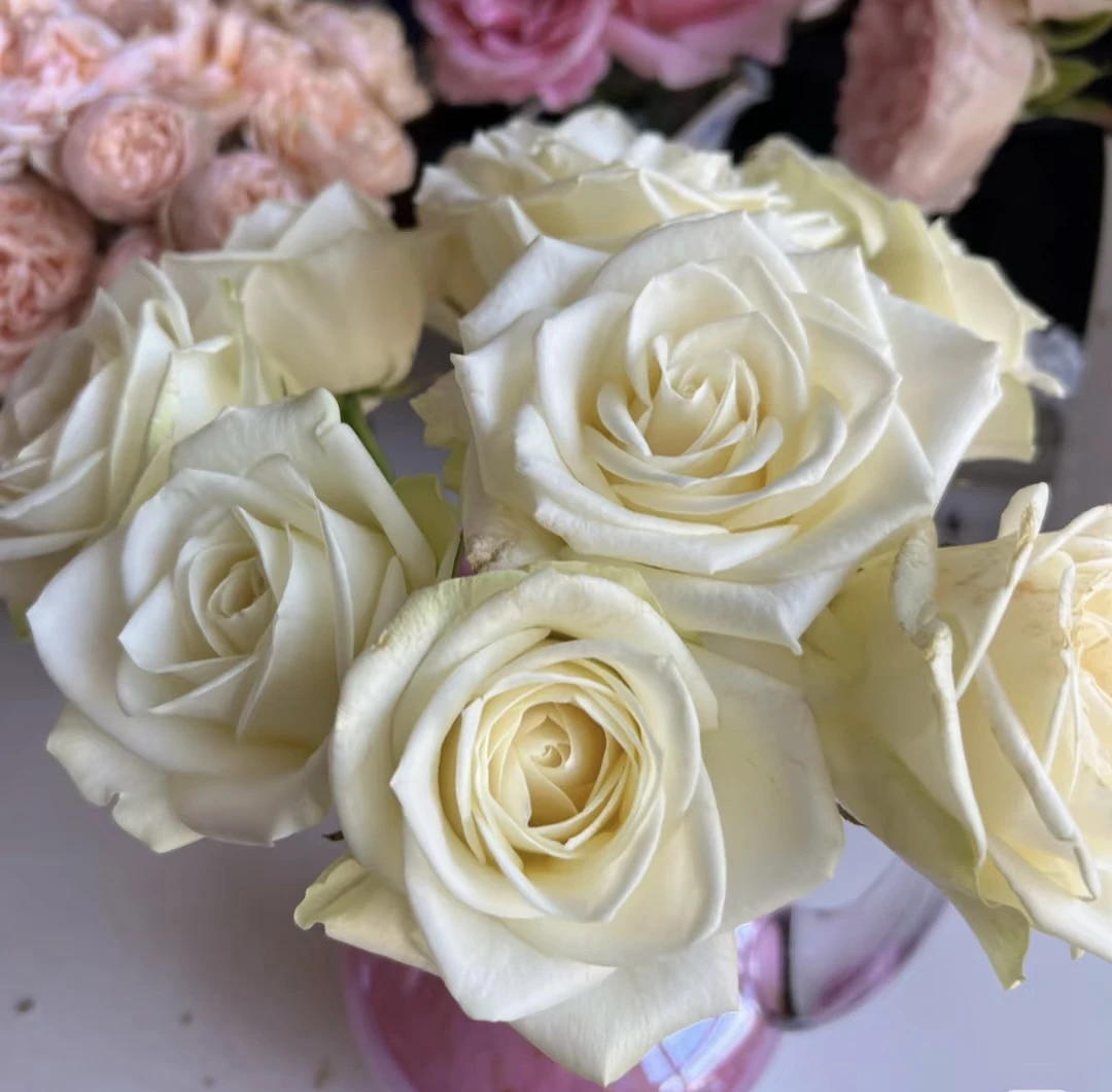 【白雪玫瑰】花农直发，全场任意两单顺丰冷链包邮，一单需补邮费！