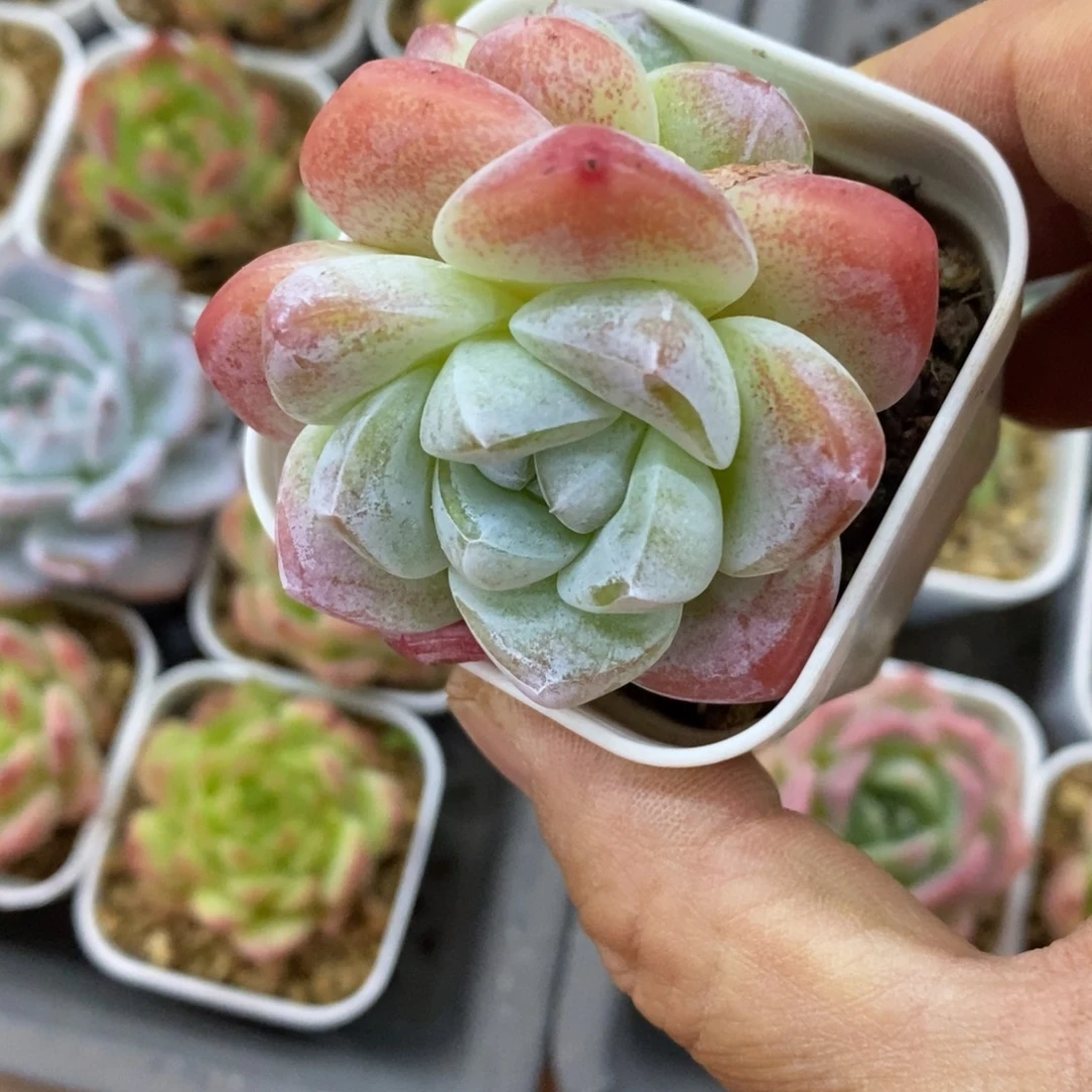 精品多肉一物拍不包整136