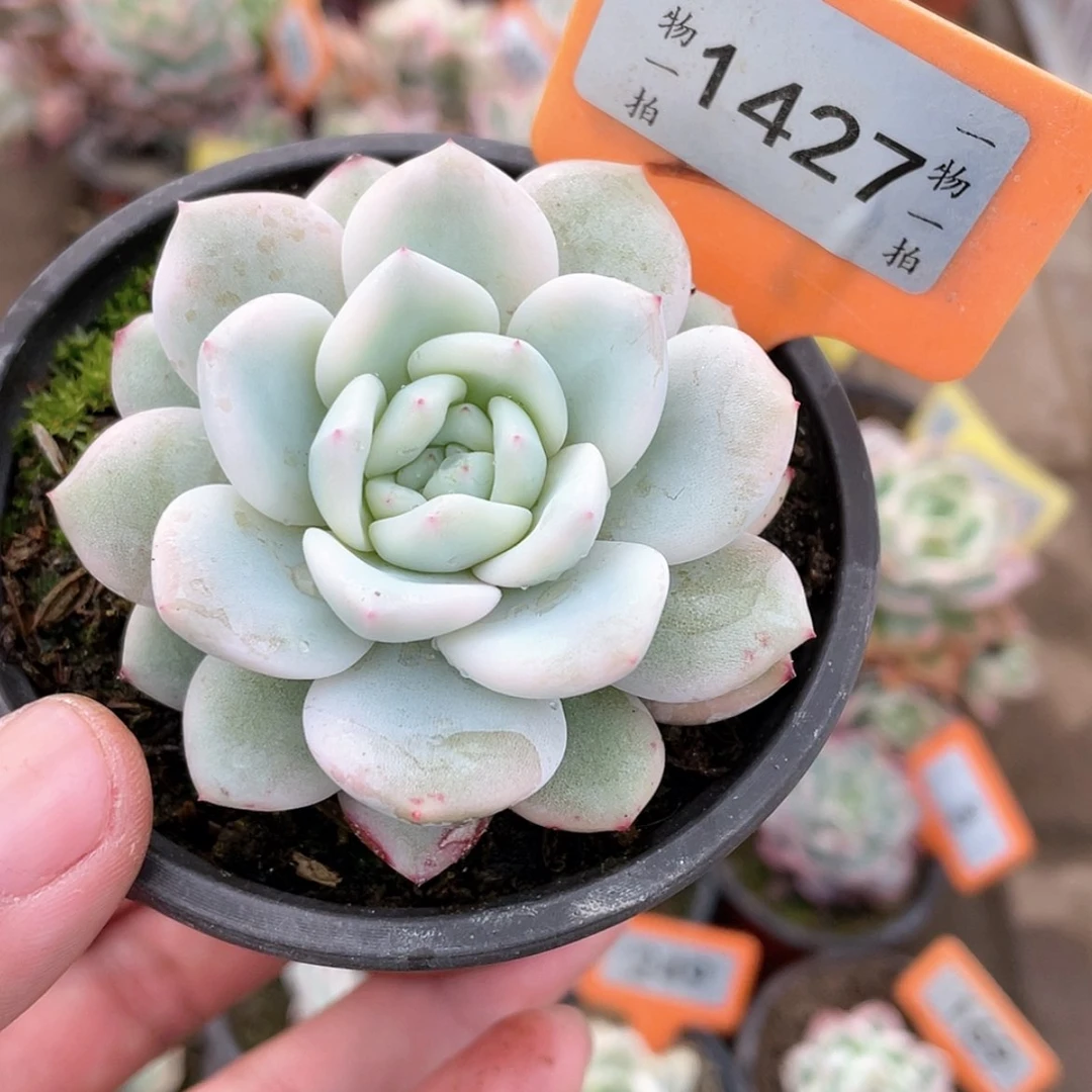 【闪购商品】1427号