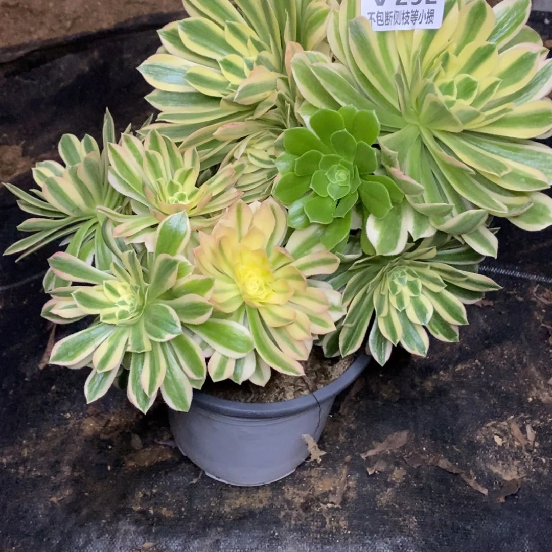 292艳凝老桩多肉法师锦有砍