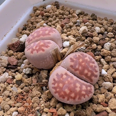 2181紫苑母本双头带盆发货