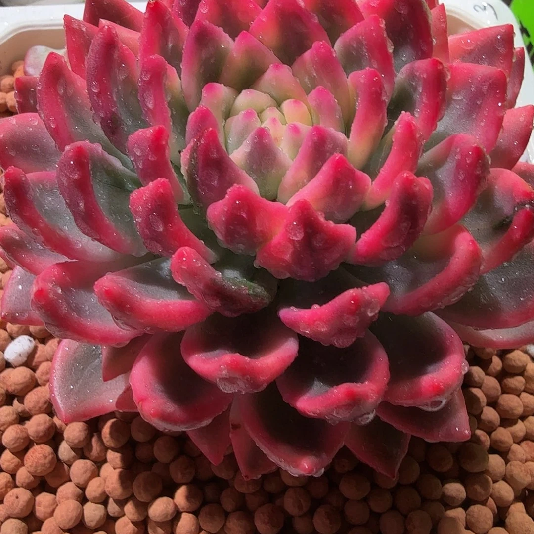 拉菲锦，多肉植物。