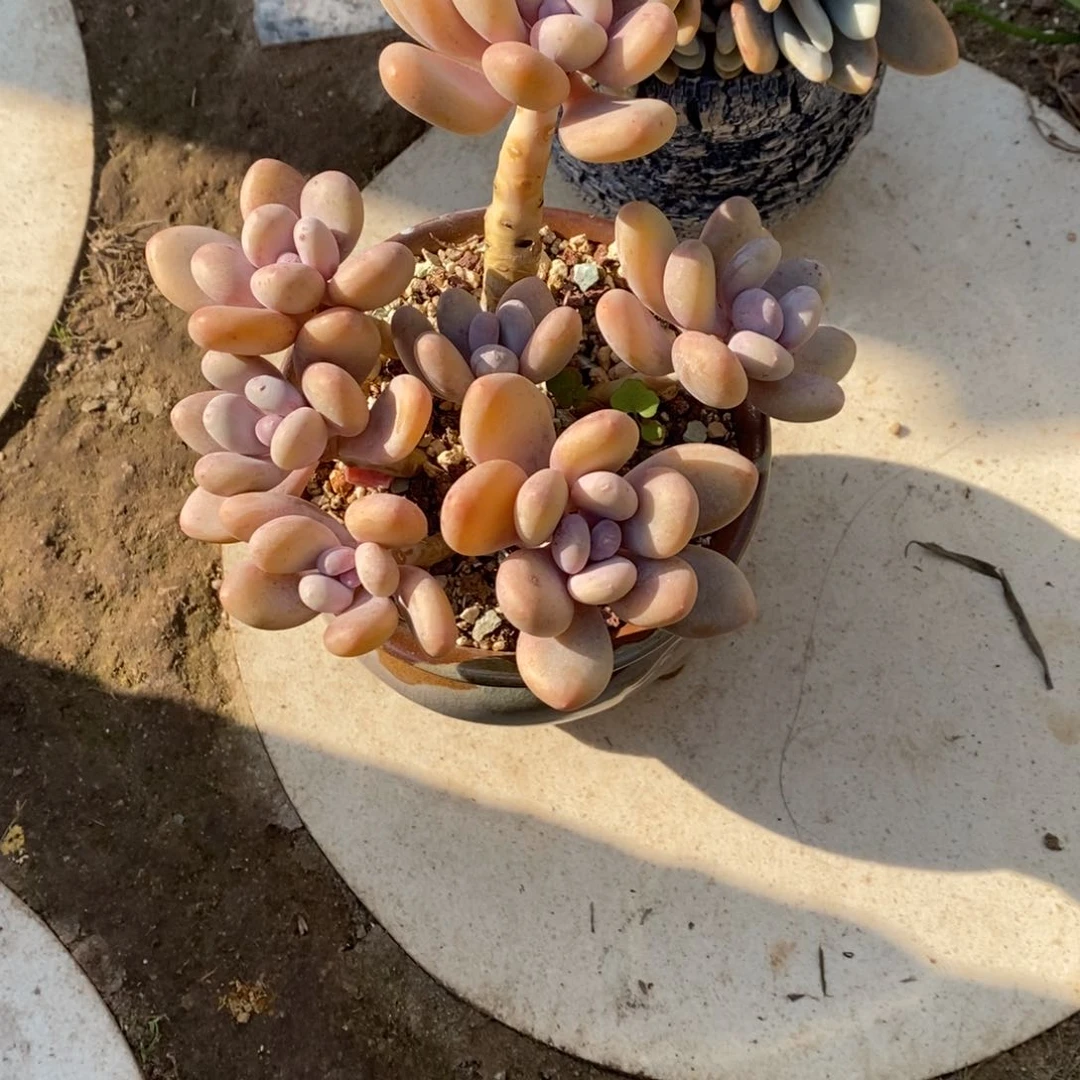 廷*多肉植物大叶奶自然群