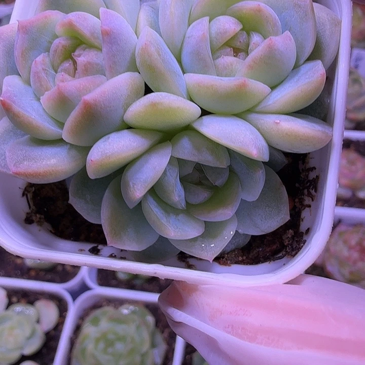 若梦叶插苗一物一拍