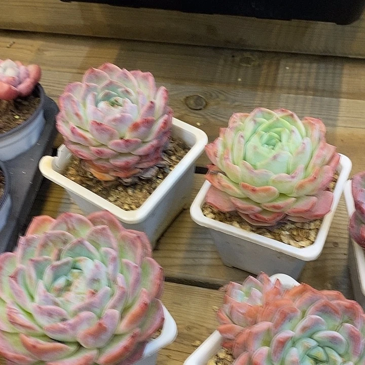 大单头纯爱福利多多