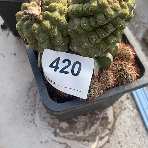 福*学420号双头蜥蜴皮草球苗接