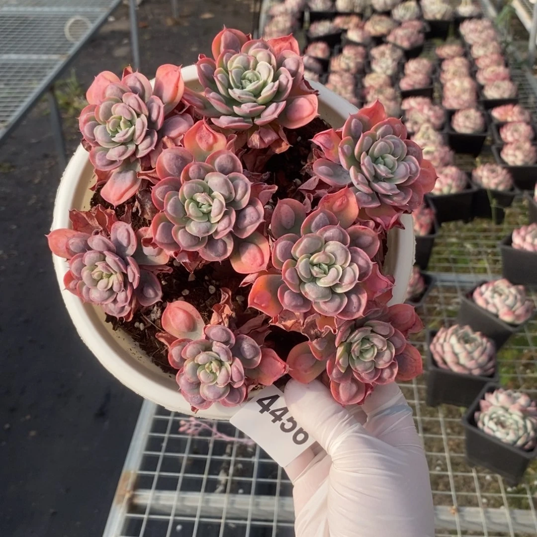 4456雨滴手捧一物一拍