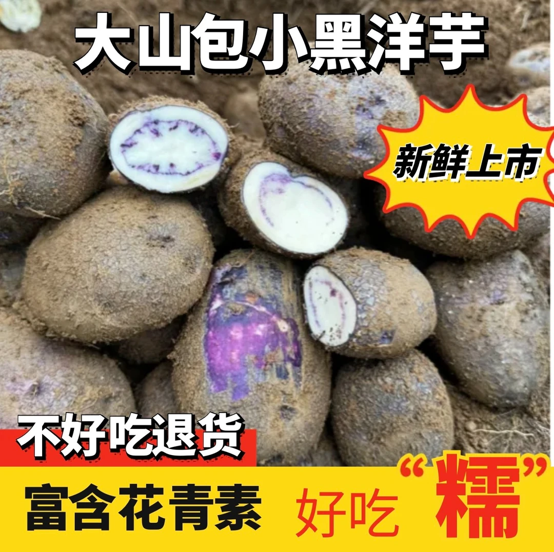 云南昭通转心乌粉糯小黑土豆绿色种植营养好吃
