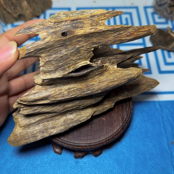 木母树黄奇树心虫漏100克