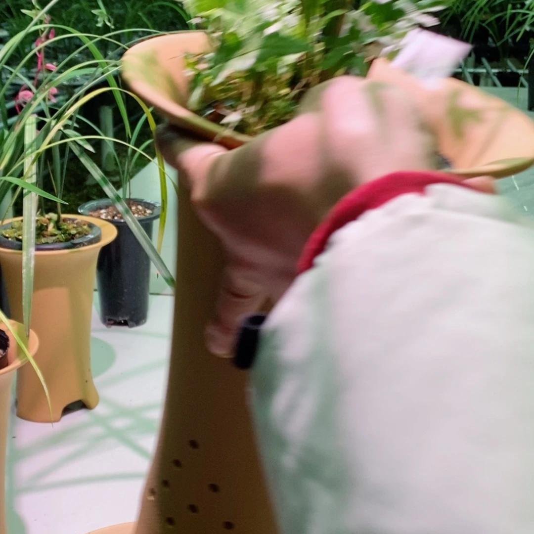 完全开放寒兰红彩花