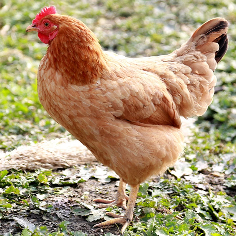 【2只黄油母鸡】老母鸡 单只2.3-2.5斤煲汤新鲜营养