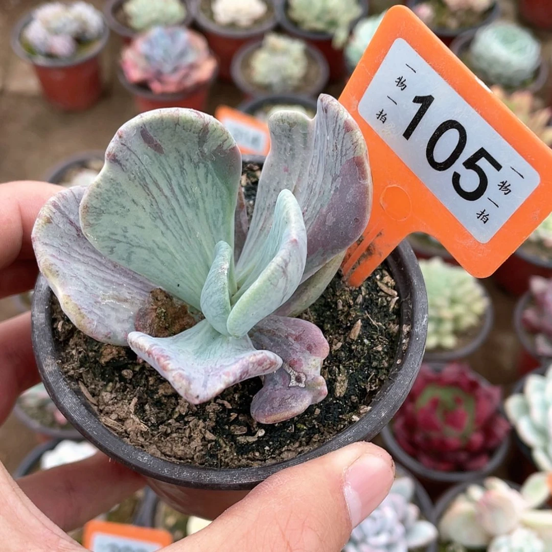 【闪购商品】105号
