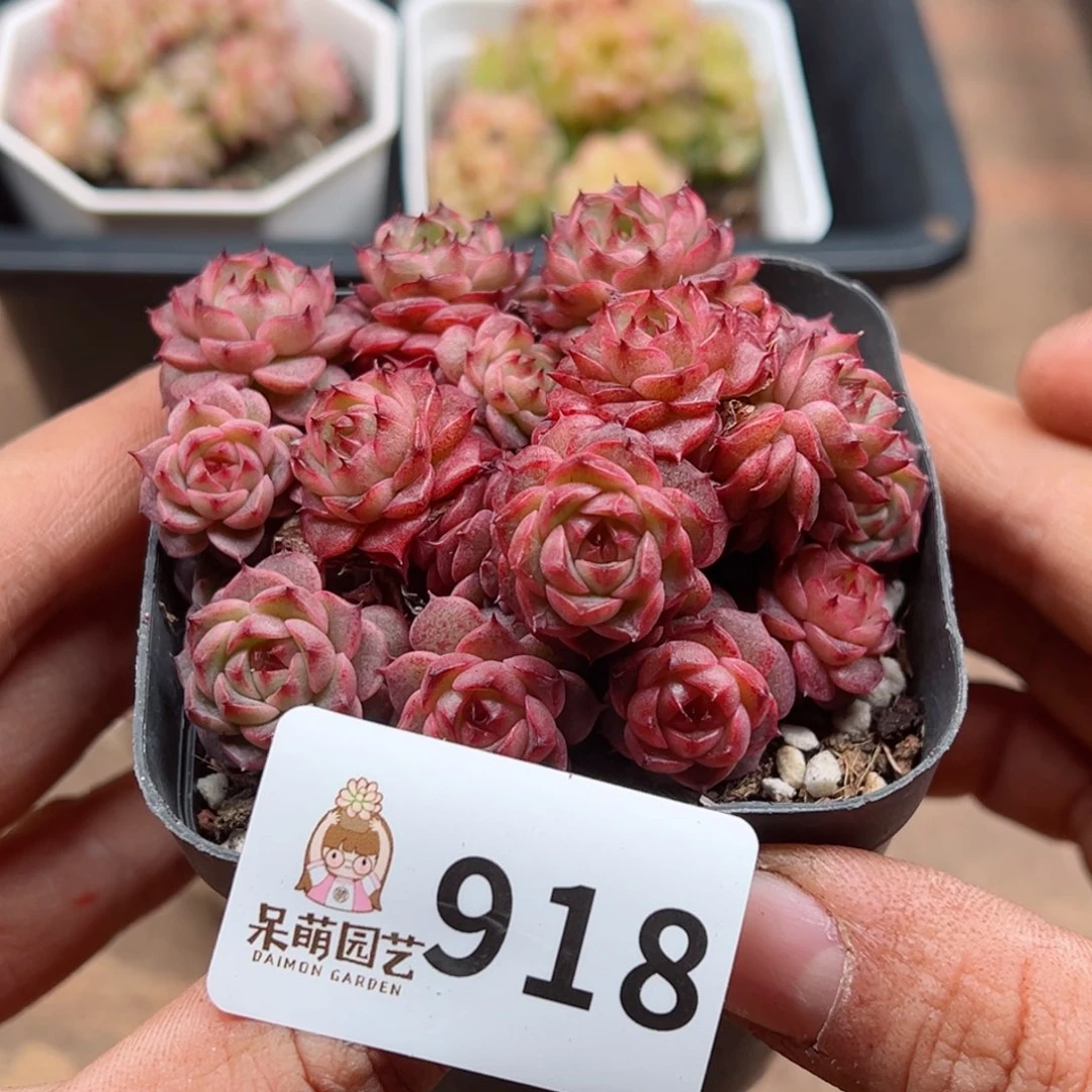 多肉植物多肉植物