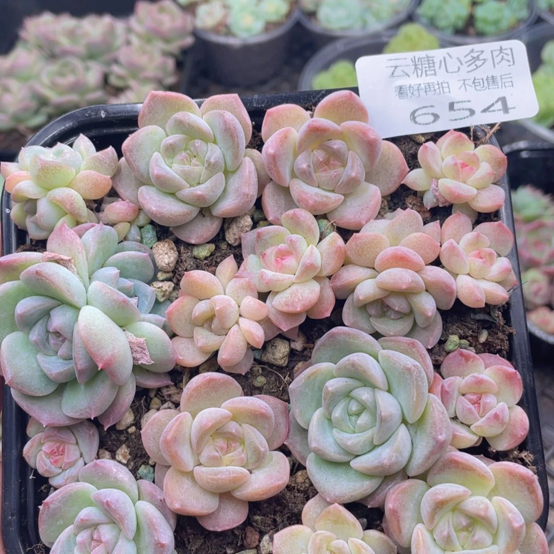 云糖心多肉植物654