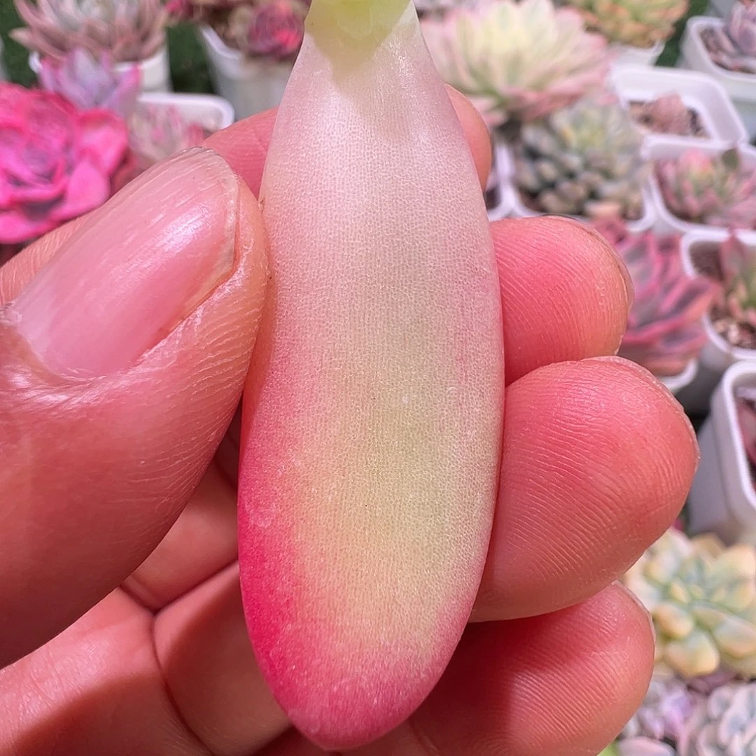 知***豹多肉植物多肉植物