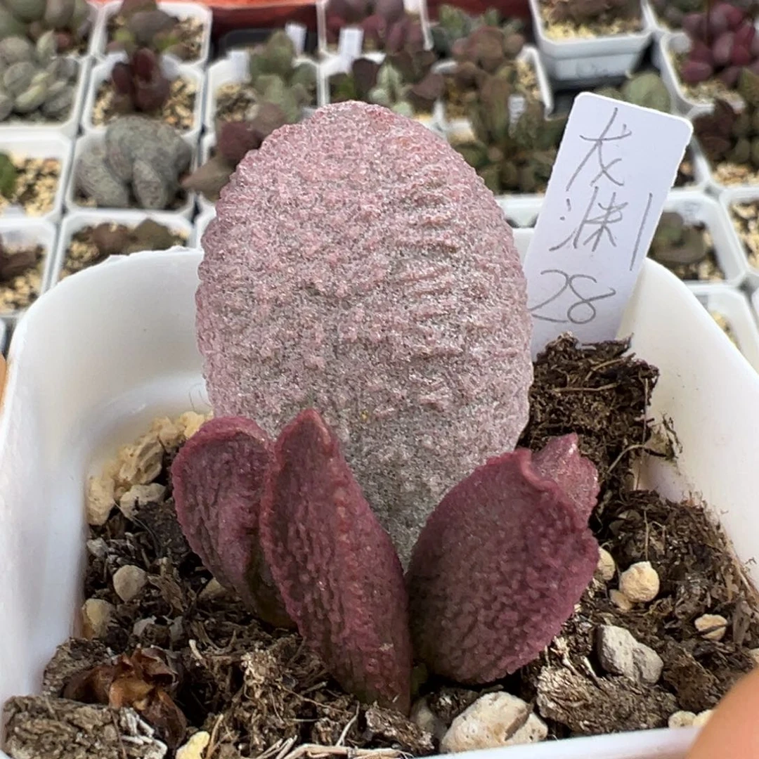 龙渊多肉植物水泡