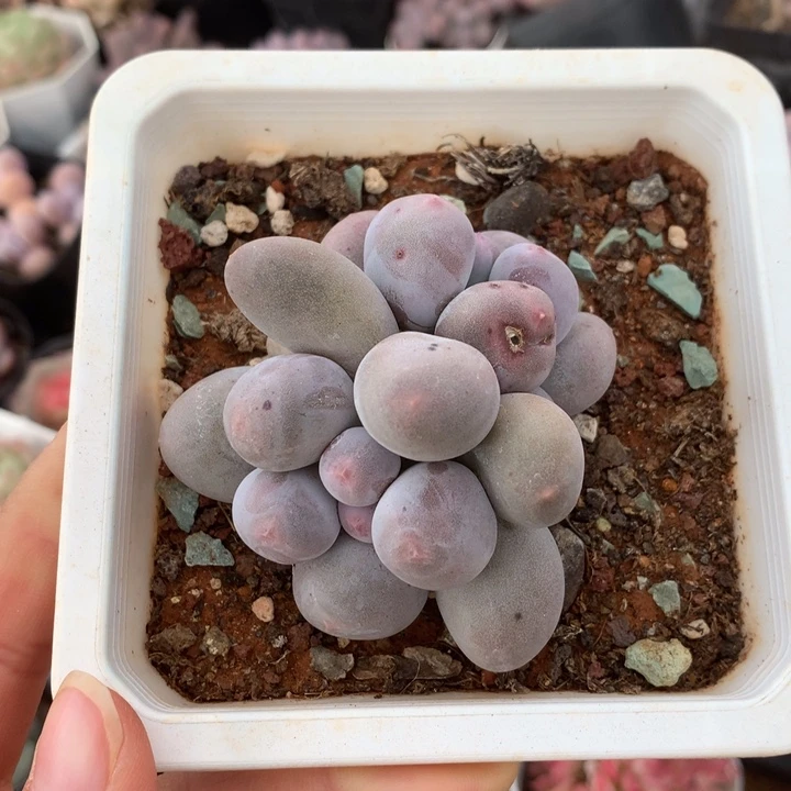 精控小米可奶双头