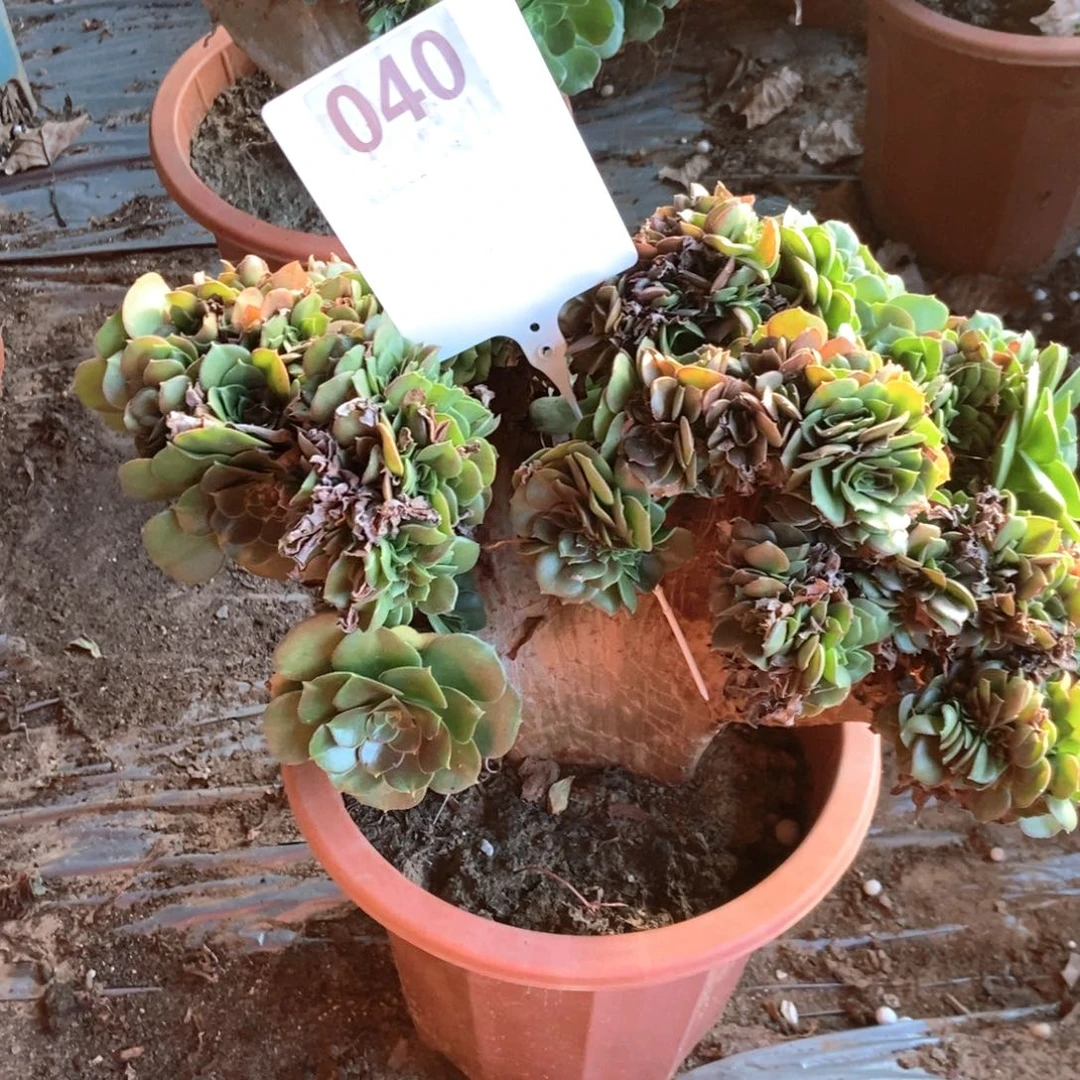 晨***Z040玫瑰干伤处理玫瑰