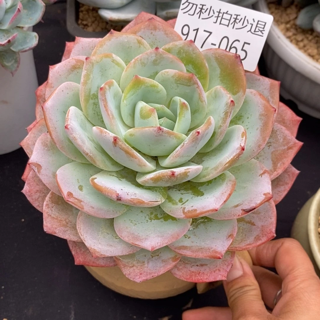 勿秒拍秒退 917-065凤橙