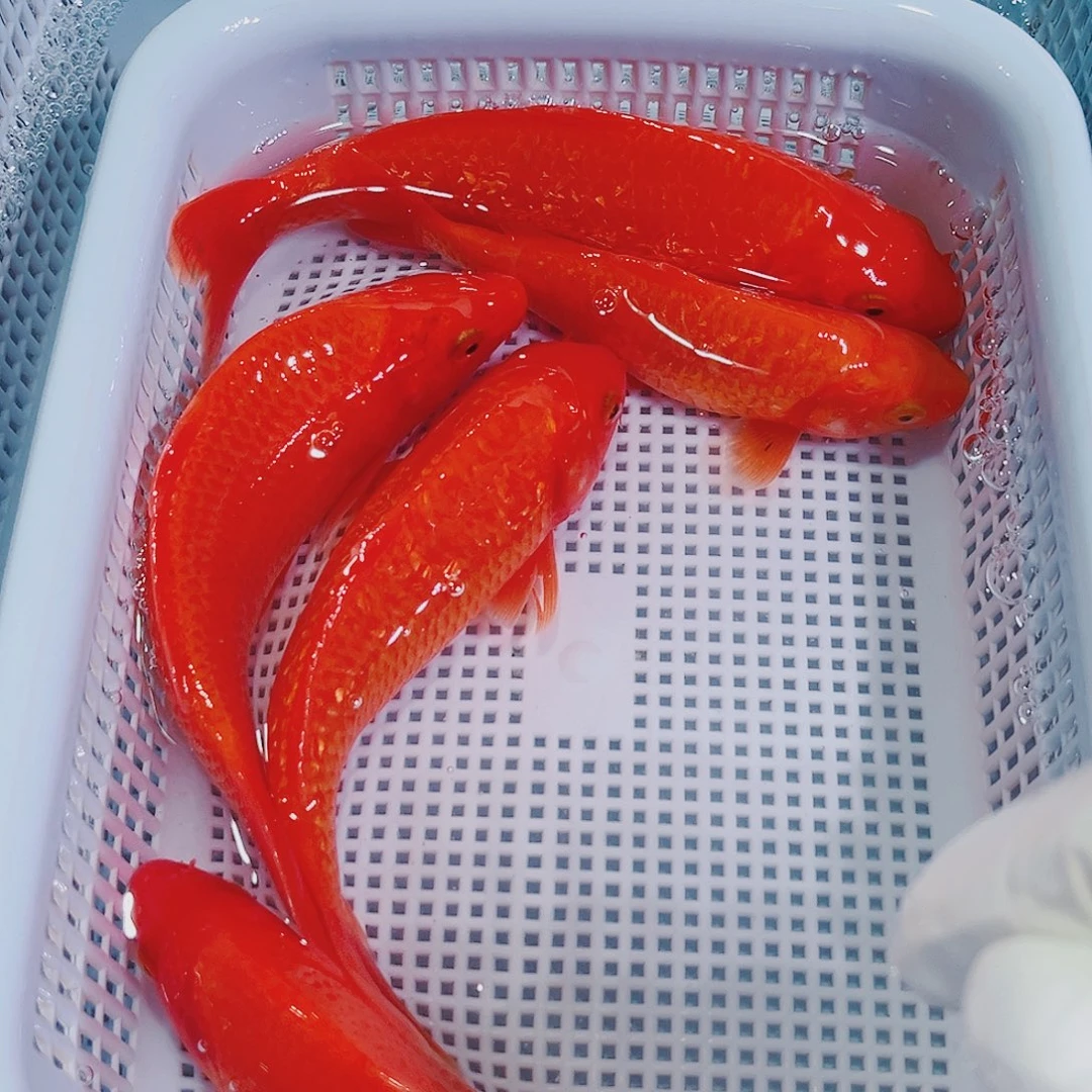 锦鲤锦鲤冷水鱼观赏鱼