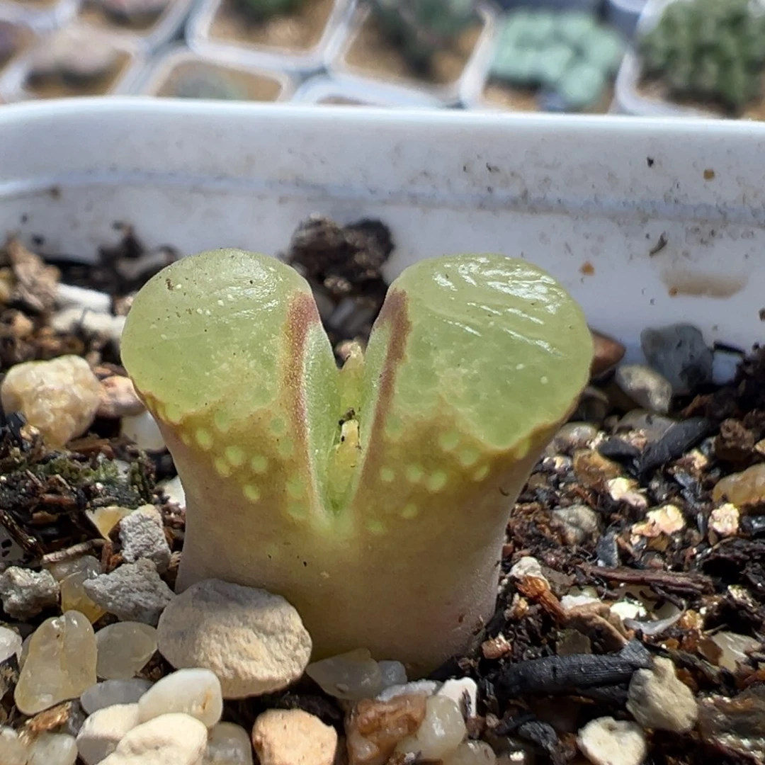 307多肉植物百科樱花1453.9