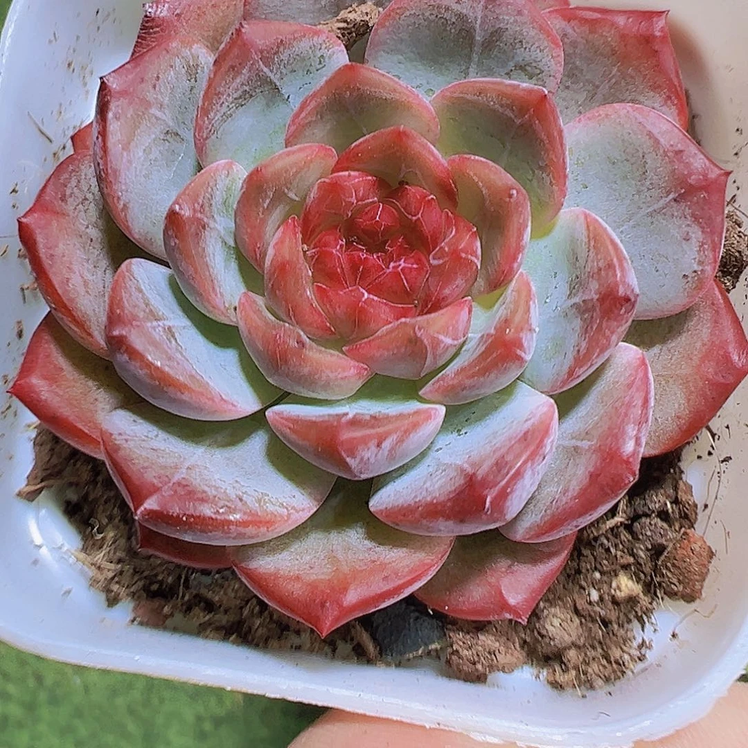 葡萄珍妮19包邮也哦肉植物