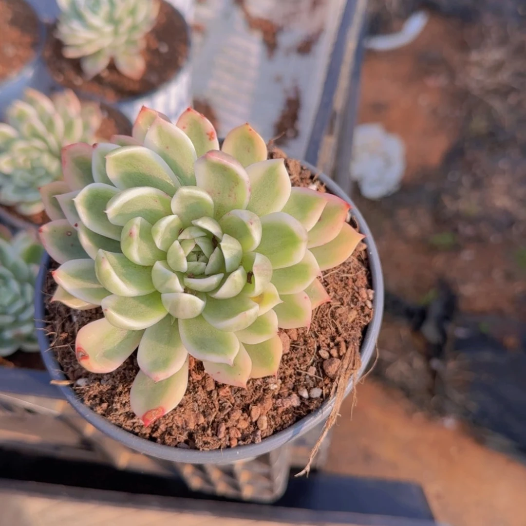 【闪购商品】蝴蝶飞舞锦