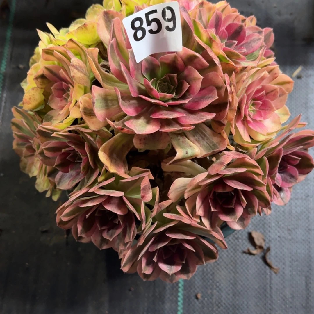 雨河多肉植物老庄859