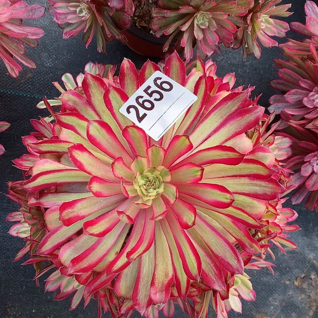 红陶2656红腹轮4多肉