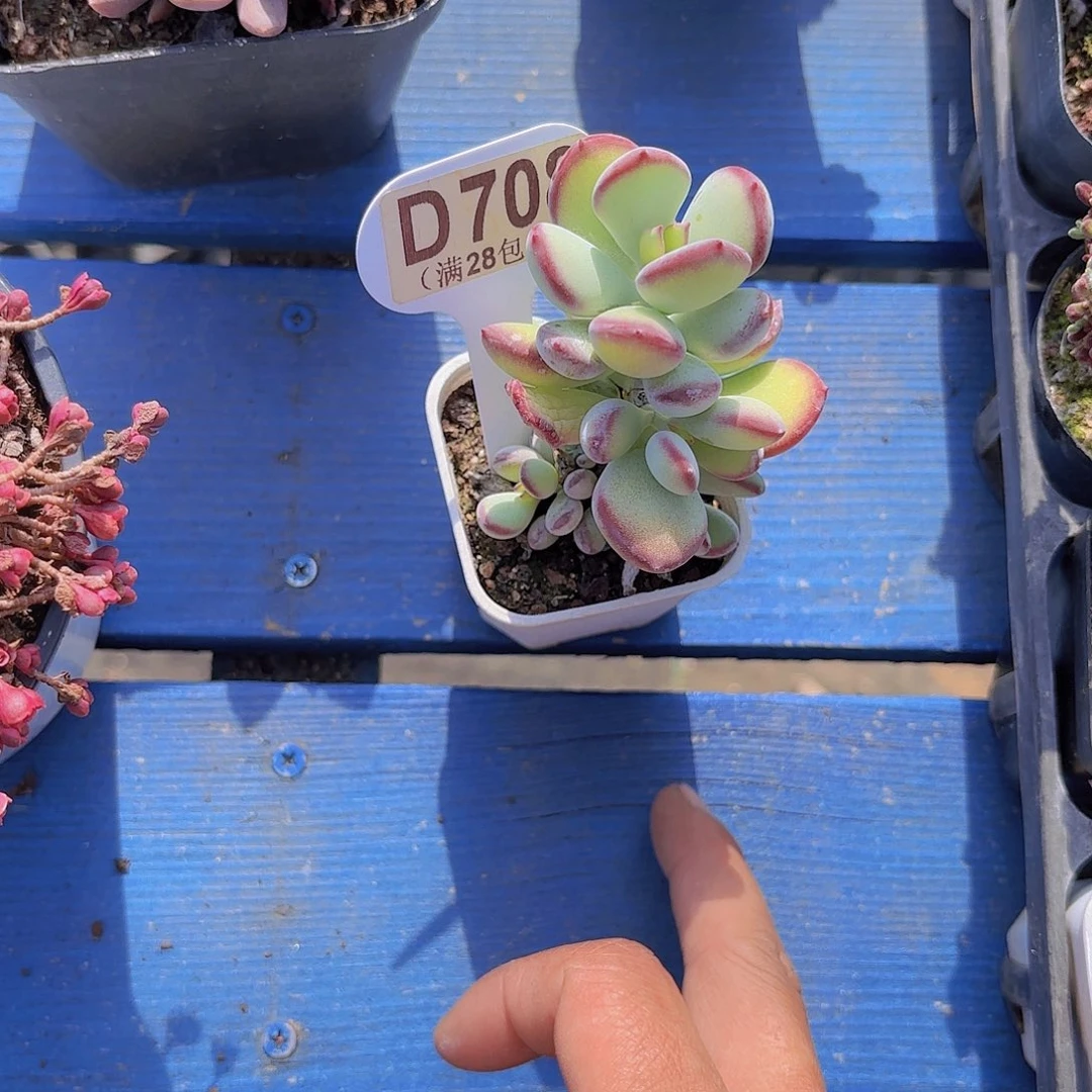 D708哪吒一物一拍I