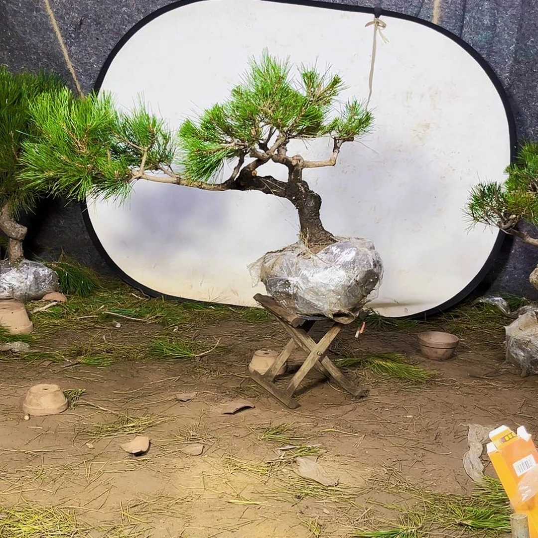 老***宋无花朵黑松2222222222