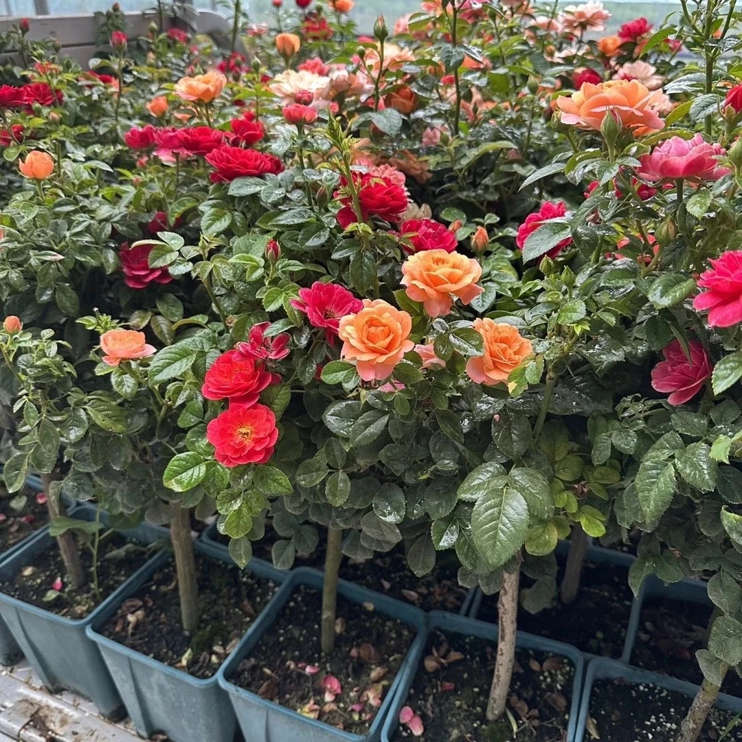 【一物一拍  】庭院阳台棒棒糖树桩月季