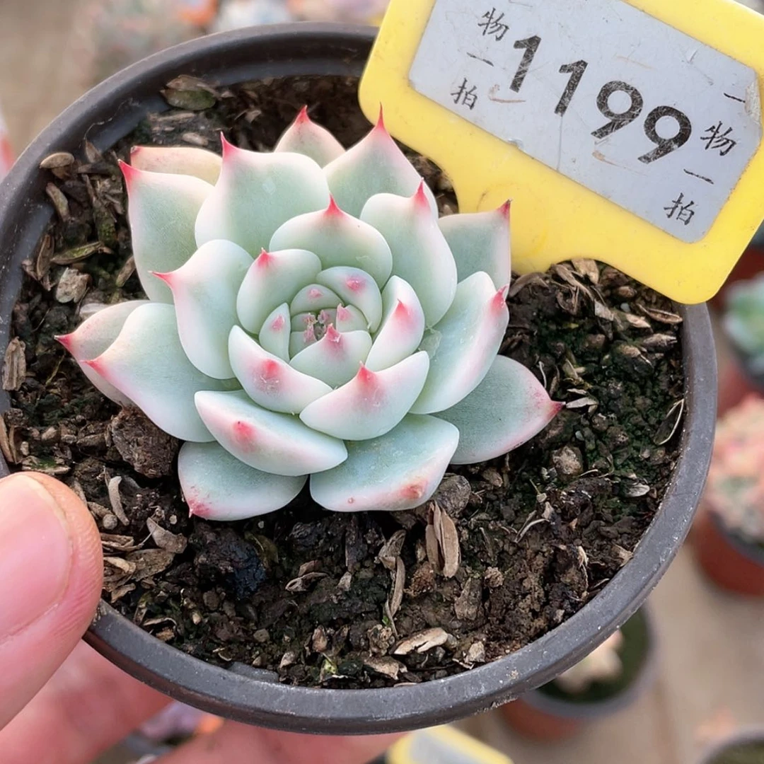 【闪购商品】1199号