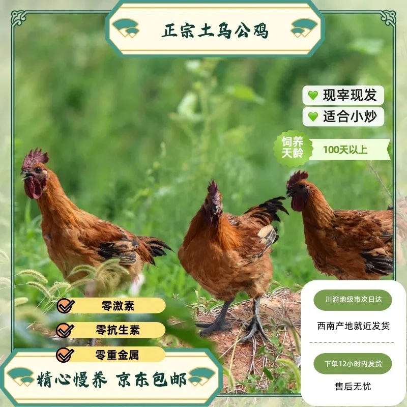 【鲜乌公鸡】土乌公鸡新鲜现宰净膛4斤以上